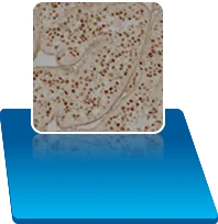 site icon