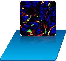 site icon